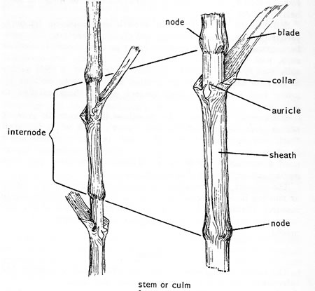 stem or culm