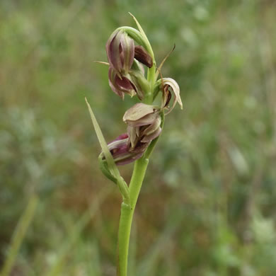 Spiked Medusa, Crestless Plume Orchid (Eulophia ecristata, Pteroglossaspis ecristata)