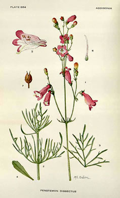 image of Penstemon dissectus, Georgia Beardtongue, Grit Beardtongue