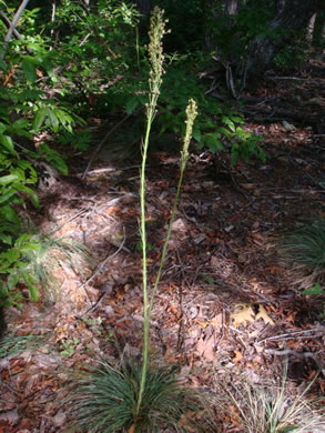 image of Xerophyllum asphodeloides, Eastern Turkeybeard, Beargrass, Mountain-asphodel