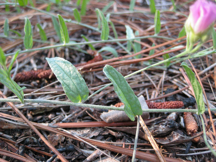 image of Stylisma aquatica, Water Dawnflower