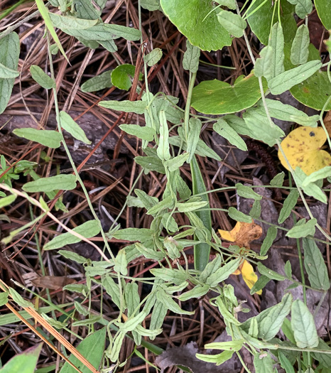 image of Stylisma aquatica, Water Dawnflower