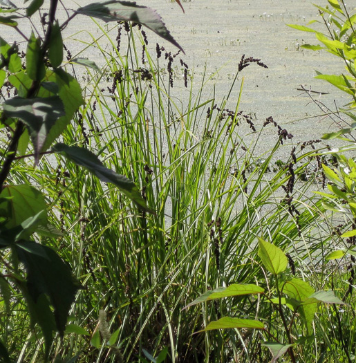 image of Carex decomposita, Cypress-knee Sedge, Epiphytic Sedge