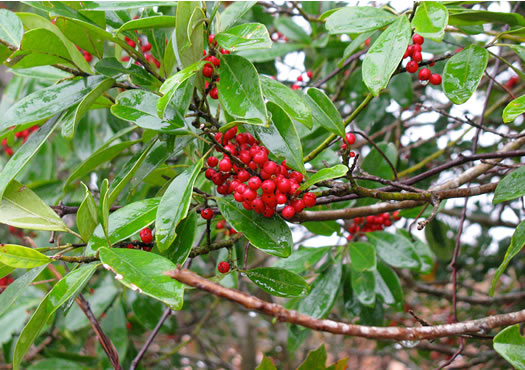 image of Ilex cassine, Dahoon, Cassena, Dahoon Holly