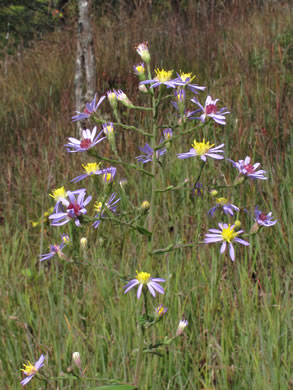 image of Symphyotrichum rhiannon, Buck Creek Aster, Rhiannon's Aster