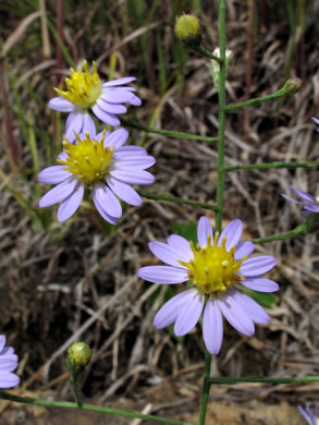 image of Symphyotrichum rhiannon, Buck Creek Aster, Rhiannon's Aster