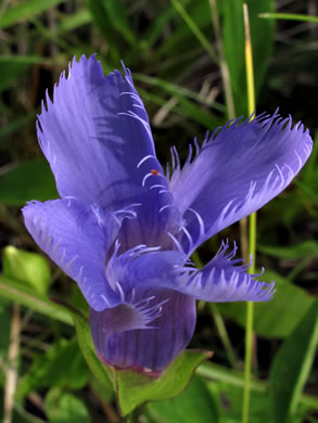 image of Gentianopsis crinita, Eastern Fringed Gentian, Greater Fringed Gentian