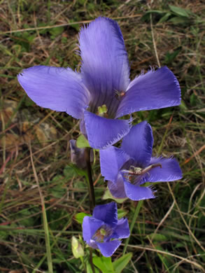 image of Gentianopsis crinita, Eastern Fringed Gentian, Greater Fringed Gentian