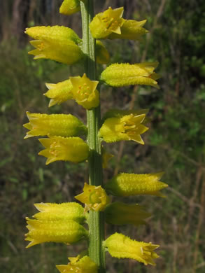 image of Aletris lutea, Yellow Colicroot