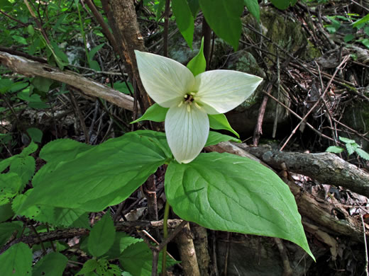 image of Trillium simile, Sweet White Trillium, Confusing Trillium, Jeweled Trillium