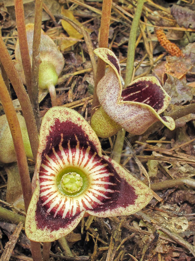 image of Hexastylis speciosa, Alabama Heartleaf, Alabama Ginger