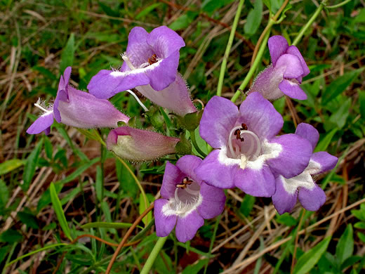 image of Penstemon dissectus, Georgia Beardtongue, Grit Beardtongue