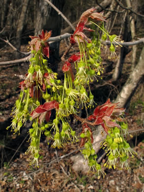 image of Acer leucoderme, Chalk Maple, Small Chalk Maple, White-bark Maple