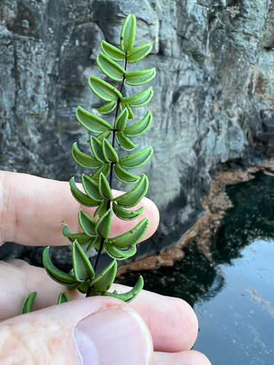 image of Pellaea wrightiana, Wright's Cliffbrake