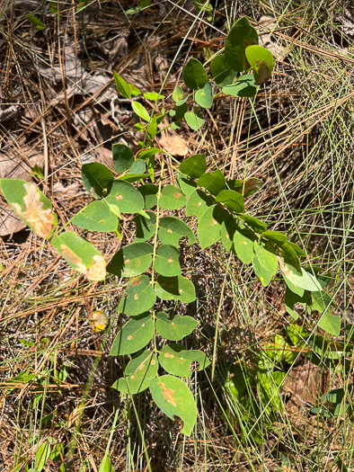 image of Robinia nana, Dwarf Bristly Locust, Dwarf Locust