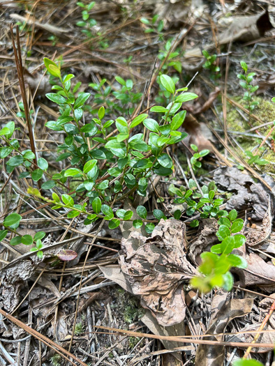 image of Vaccinium crassifolium, Creeping Blueberry