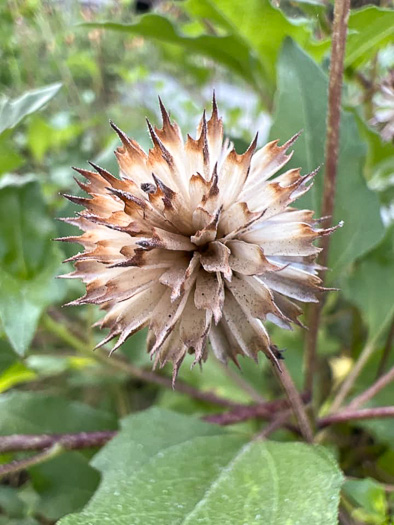 image of Helianthus debilis ssp. debilis, East Florida Beach Sunflower