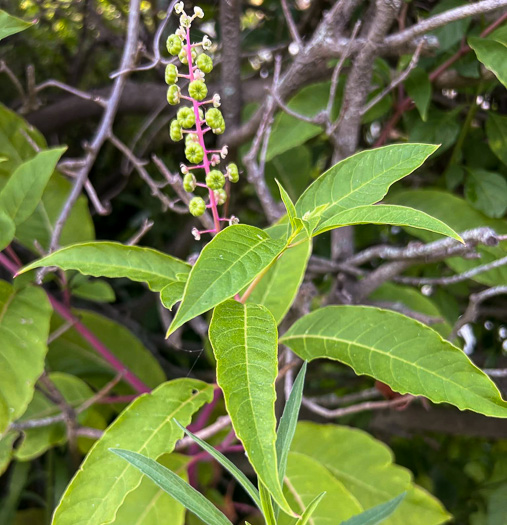 image of Phytolacca rigida, Maritime Pokeweed