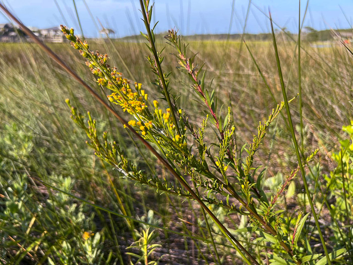 image of Solidago mexicana, Southern Seaside Goldenrod