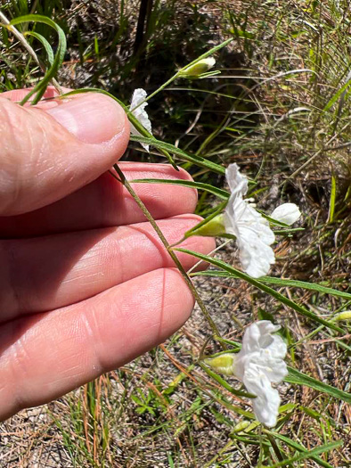 image of Stylisma pickeringii var. pickeringii, Pickering's Dawnflower