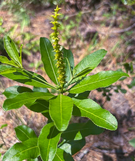 image of Stillingia sylvatica, Queen's-delight