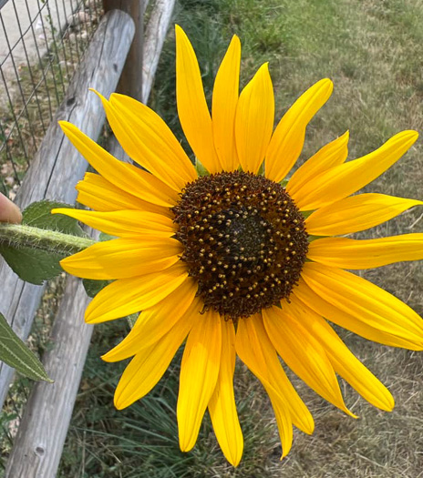 image of Helianthus annuus, Common Sunflower, Mirasol