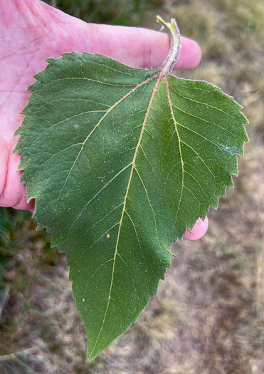 image of Helianthus annuus, Common Sunflower, Mirasol