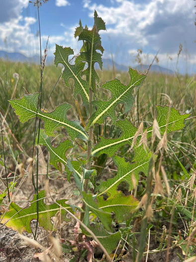 image of Lactuca serriola, Prickly Lettuce