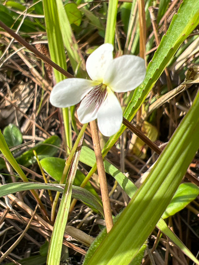 image of Viola vittata, Strapleaf Violet, White Bog Violet, Southern Water Violet