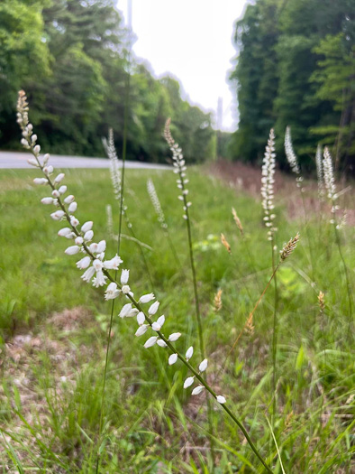 image of Aletris farinosa, Northern White Colicroot, Mealy Colicroot, Stargrass