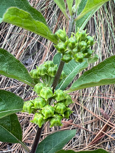 image of Asclepias tomentosa, Sandhill Milkweed, Velvetleaf Milkweed