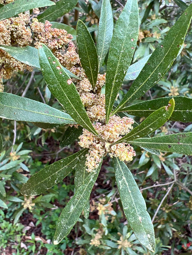 image of Morella cerifera, Common Wax-myrtle, Southern Bayberry