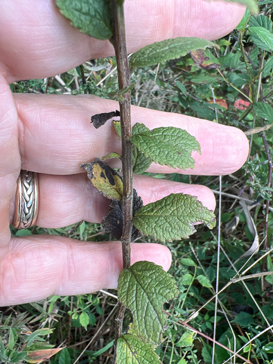 image of Solidago rugosa var. aspera, Wrinkleleaf Goldenrod