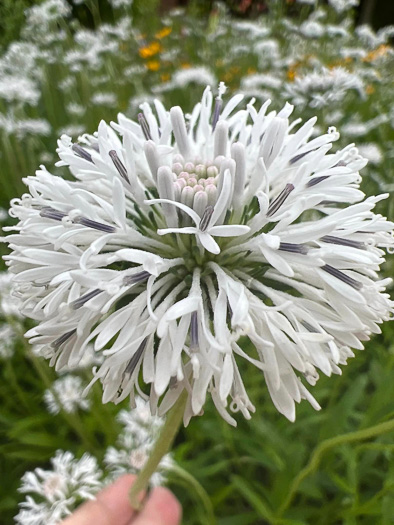 image of Marshallia obovata var. obovata, Piedmont Barbara's-buttons, Spoon-leaved Barbara's-buttons, Spoon-shaped Barbara's-buttons