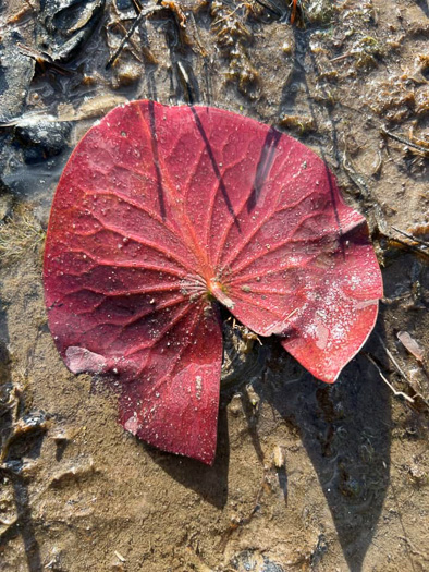 image of Nymphaea odorata ssp. odorata, Fragrant White Water-lily, American Water-lily, Sweet Water-lily, White Water-lily