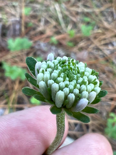 image of Marshallia obovata var. scaposa, Sandhill Marshallia, Savanna Barbara's-buttons, Spoon-shaped Barbara's-buttons