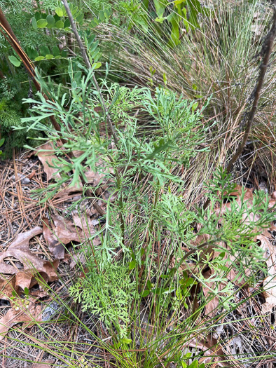 image of Eupatorium compositifolium, Coastal Dog-fennel, Yankeeweed