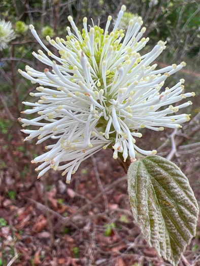 image of Fothergilla major, Large Witch-alder, Mountain Witch-alder, Fothergilla