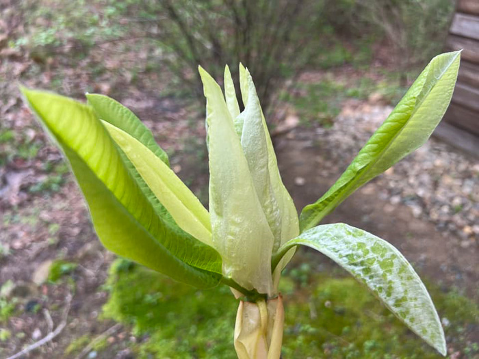 image of Magnolia tripetala, Umbrella Magnolia, Umbrella-tree