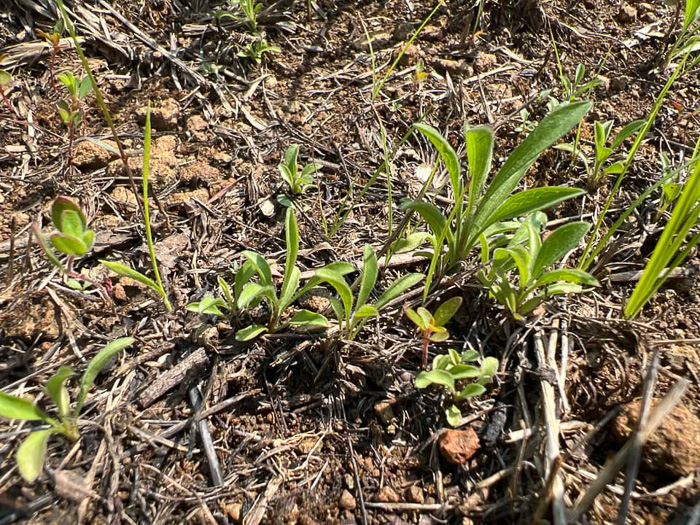 image of Symphyotrichum depauperatum, Serpentine Aster