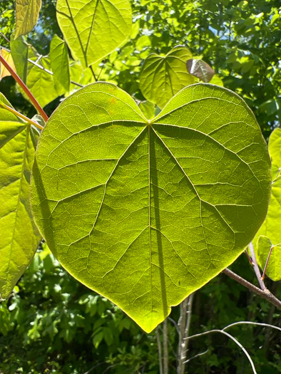 image of Cercis canadensis var. canadensis, Eastern Redbud, Judas Tree