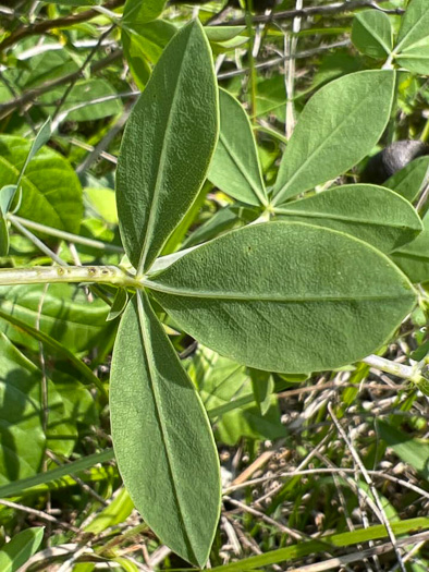 image of Baptisia aberrans, Eastern Prairie Blue Wild Indigo, Glade Wild Indigo, Glade Blue Wild Indigo, Glade Blue Baptisia