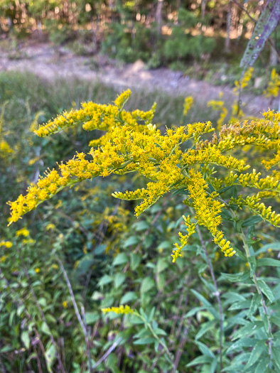 image of Solidago rugosa var. aspera, Wrinkleleaf Goldenrod