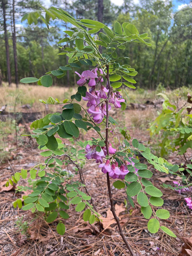 image of Robinia nana, Dwarf Bristly Locust, Dwarf Locust