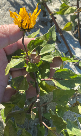 image of Helianthus debilis ssp. debilis, East Florida Beach Sunflower