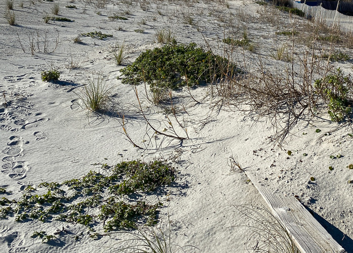 image of Helianthus debilis ssp. debilis, East Florida Beach Sunflower