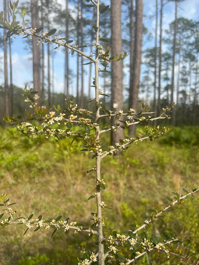 image of Ilex vomitoria, Yaupon Holly, Yaupon