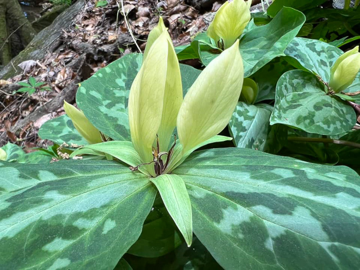 image of Trillium discolor, Pale Yellow Trillium, Faded Trillium, Small Yellow Toadshade, Savannah River Trillium