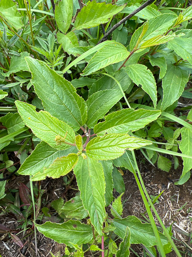 image of Ceanothus americanus var. americanus, Common New Jersey Tea, Redroot, Northeastern Ceanothus