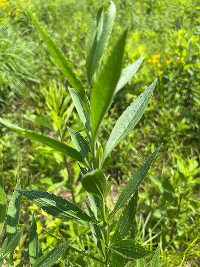 image of Eupatorium altissimum, Tall Thoroughwort, Tall Boneset